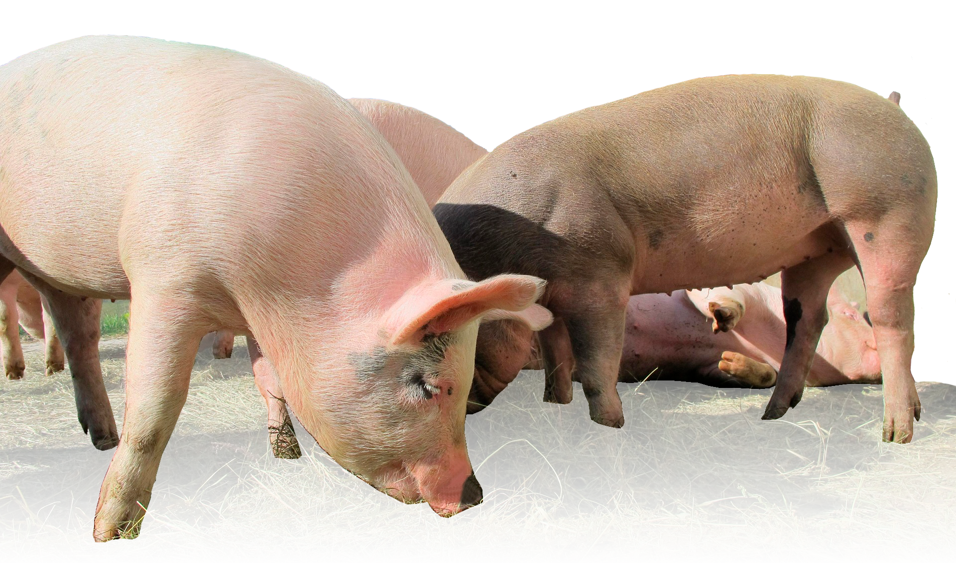 CerdosApp Banner CerdosApp Banner